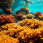 Exploring Sea Moss Benefits in Australian Diets